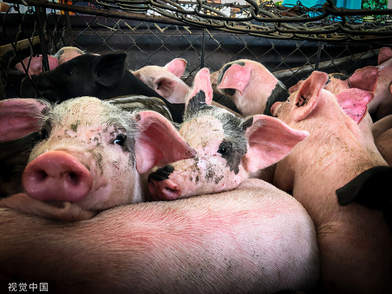 猪流鼻涕喘气咳嗽是怎么治疗,猪咳嗽久治不愈的原因