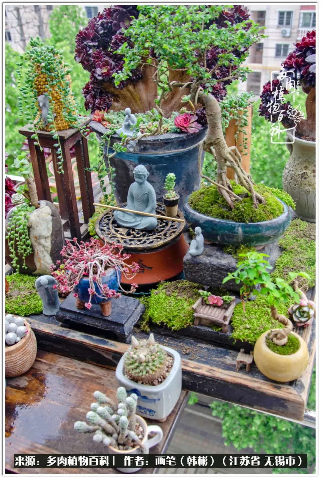 盆景多肉常遇到的问题,多肉盆景无穷小