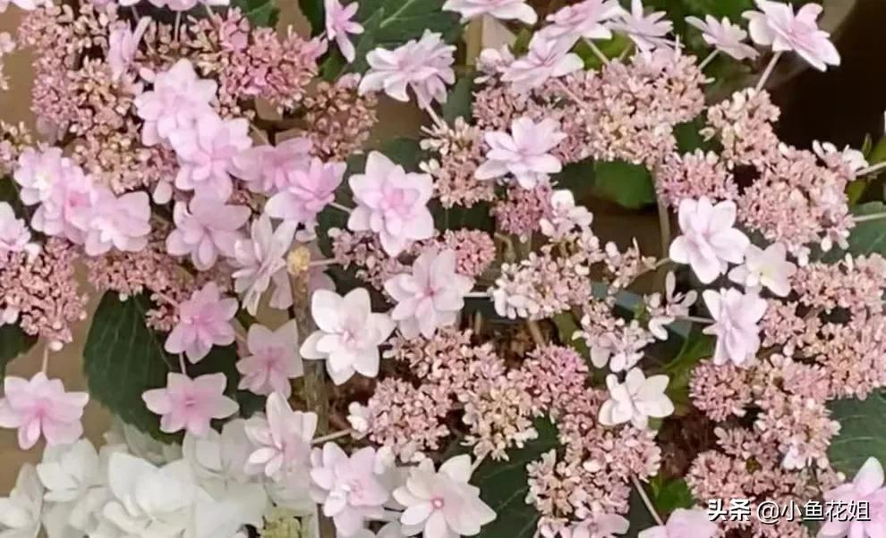 有一种花很好看但是很臭,名字很难听却很漂亮的花