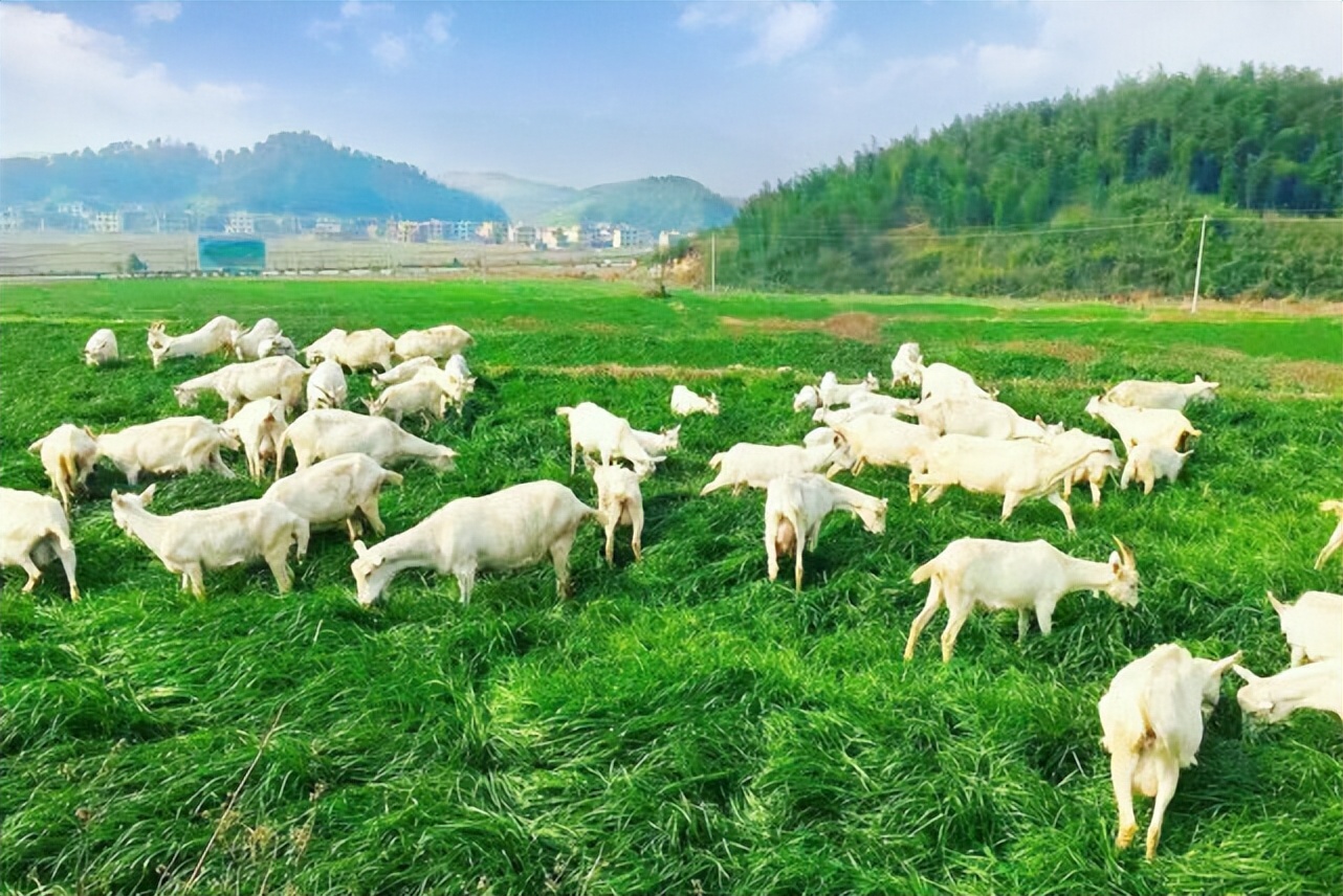 一盒鲜羊奶,一盒羊奶粉多少钱