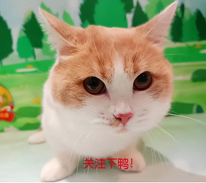 股市避坑方法,杠精的策略解析