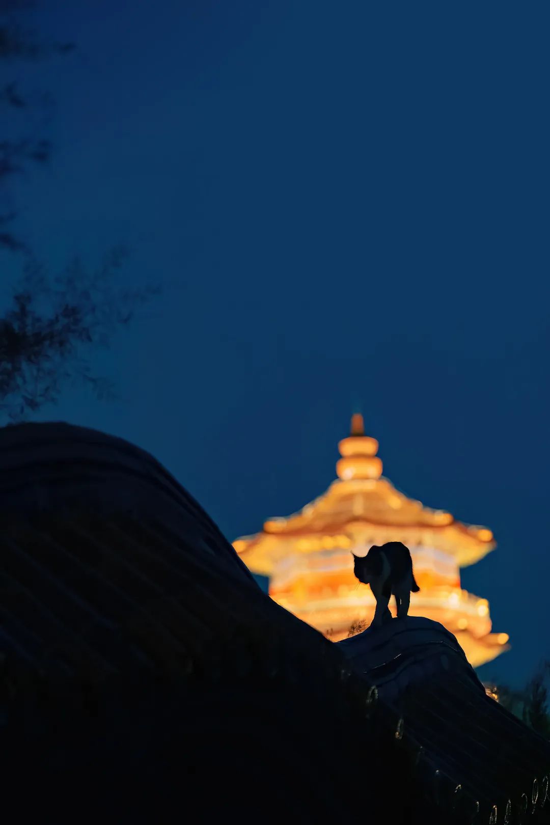 八仙过海各显神通鼠来宝,八仙过海狸猫