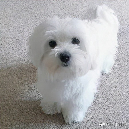 如何让你挑到称心如意的犬类宠物？一起来看看这份宝典指南吧