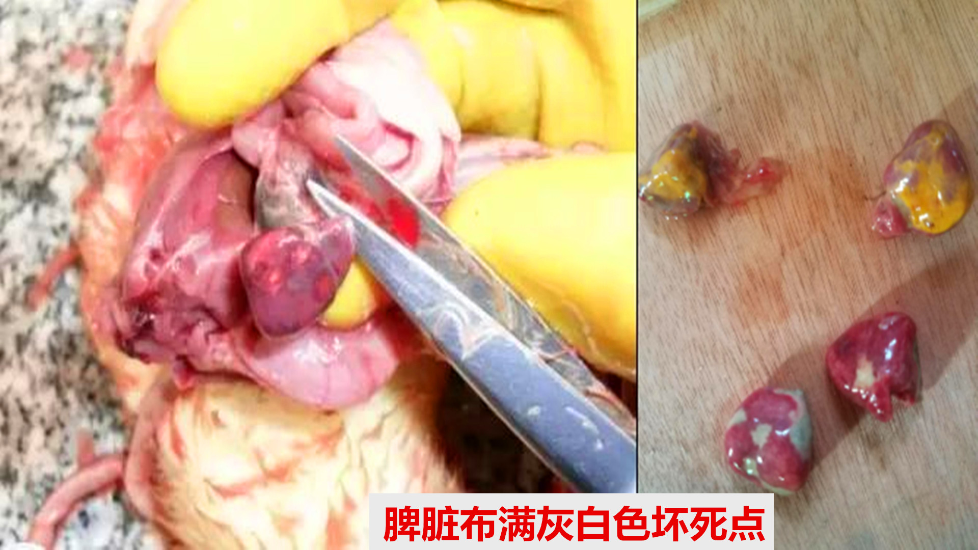 禽医静心谈肉鸭脾坏死的原因及防治方法