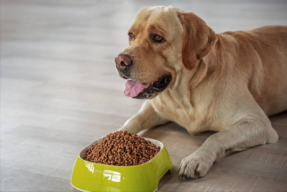 家里养狗狗有臭味去除小妙招,家里除狗臭味用酒精