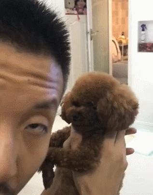 打了泰迪恨主人的表现,泰迪有什么坏心思视频