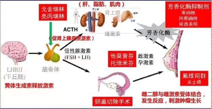 乳腺癌肺转移内分泌治疗有效吗,乳腺癌能用激素治疗吗