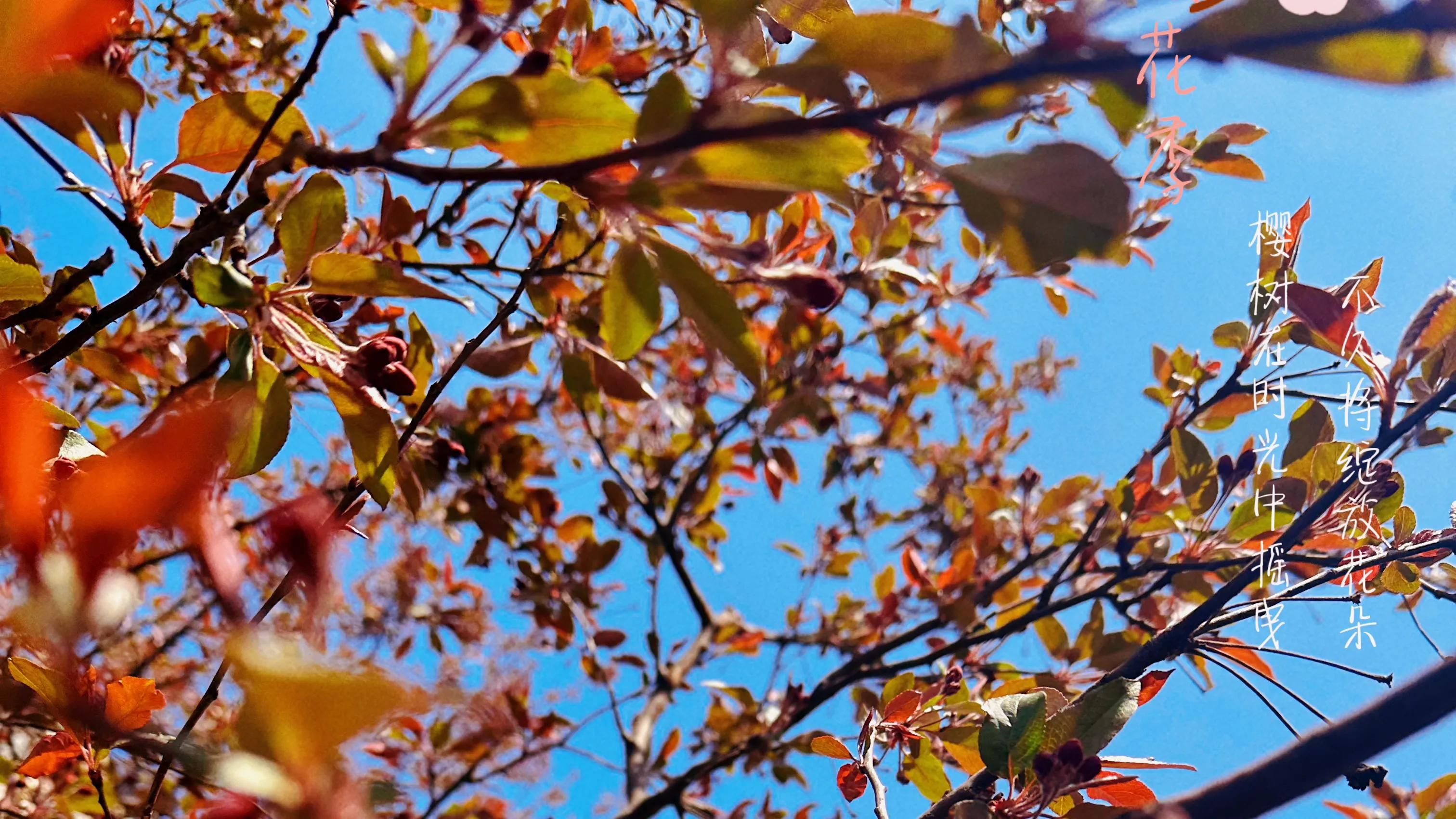 描写仲春的古诗,仲春郊外古诗加拼音视频