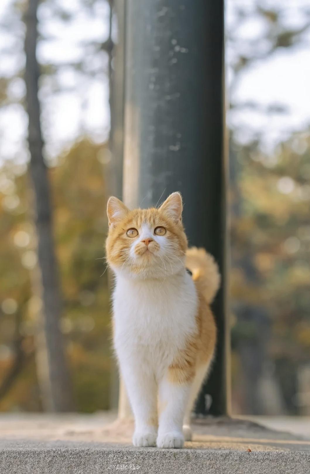 治愈系壁纸｜132张可爱小猫咪的样子