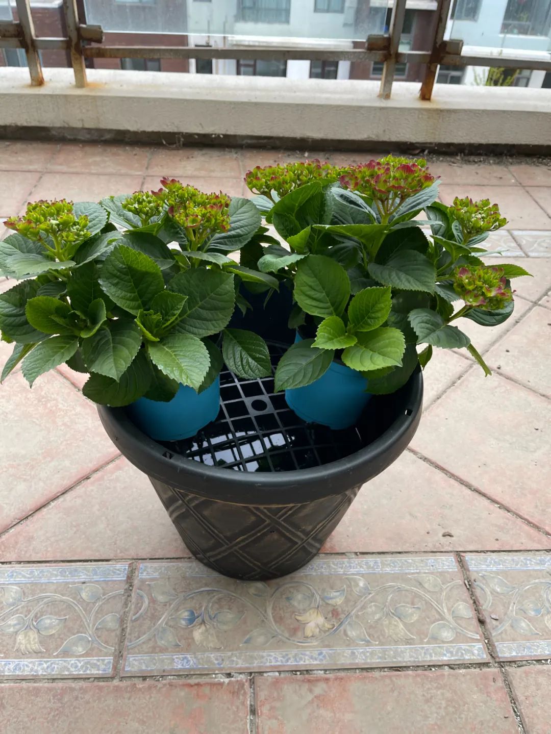 回家过年植物没人浇水怎么办,放假回家植物怎么办