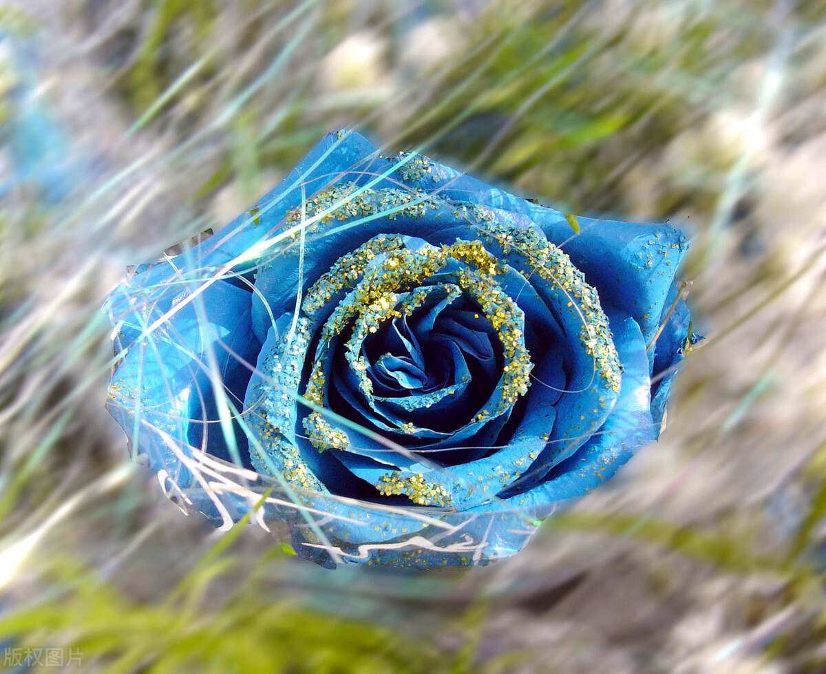 图片蓝色妖姬,蓝色妖姬图片q版