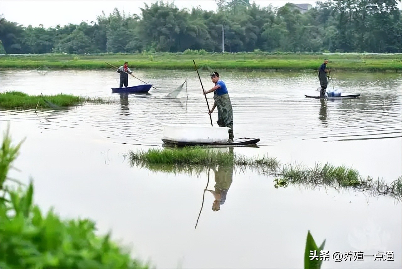 小龙虾可以和什么混养不用施肥,池塘小龙虾怎样饲养放饲料
