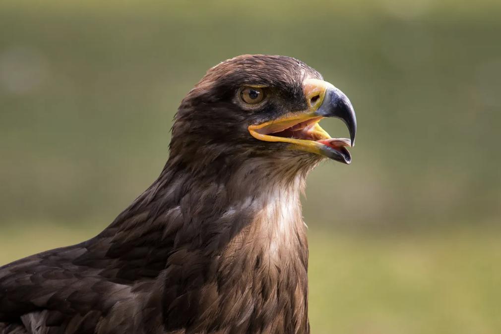 当猫头鹰飞入校园之后的样子,当猫头鹰在人家门口转头被吓到