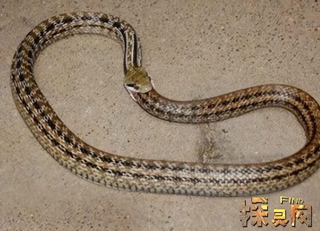 蛇类排名第一的图,蛇类十大排名