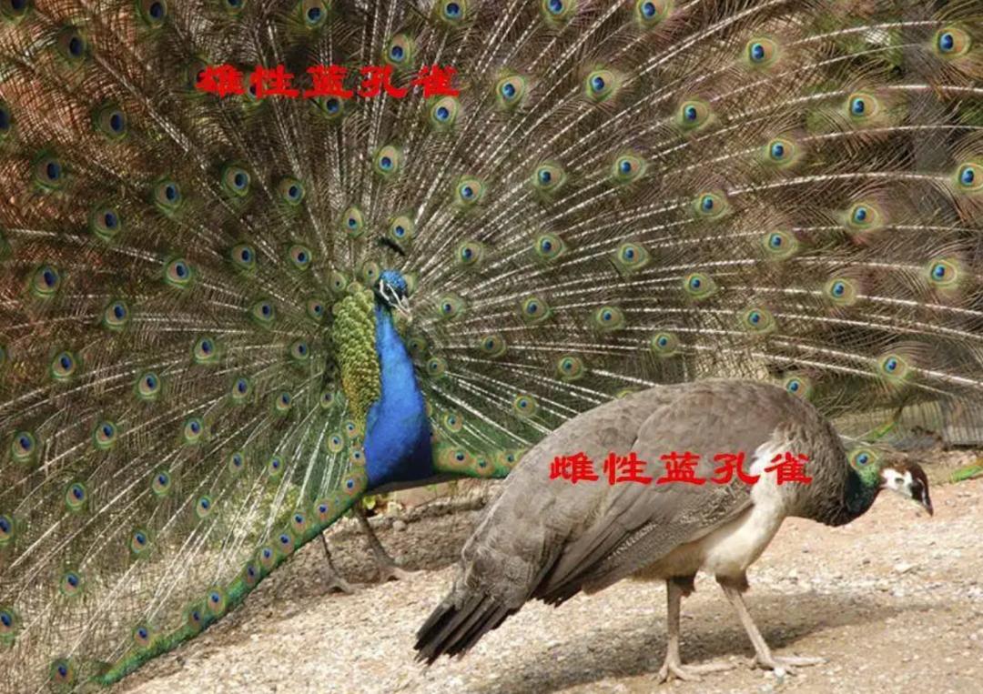 古代女子缠足有多疼,古代女子哪个朝代开始缠足