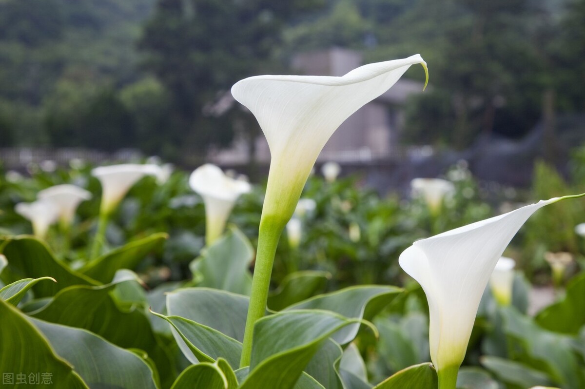 第1407期：鳌鱼州的“名片”（散文）