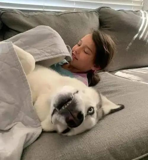 狗狗为什么爱趴在主人胸前睡觉,狗狗不愿意和主人睡