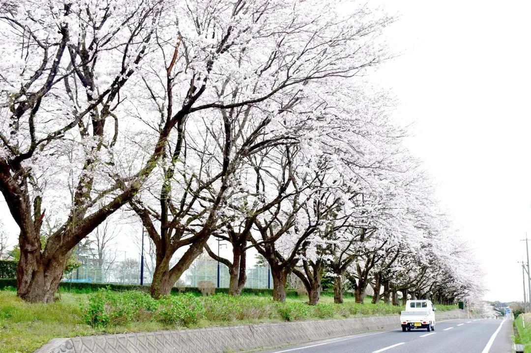 2023日本樱花什么时候开花,2023年日本樱花开放预测