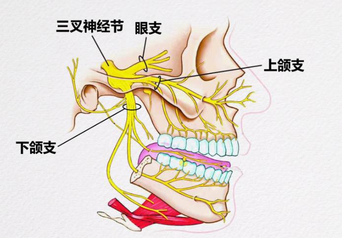 过敏性疾病的认识,过敏性鼻炎的流行病学