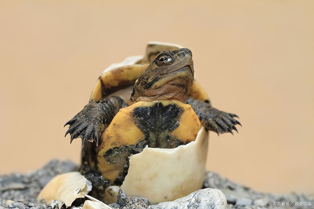 龟长期食龟粮好吗,龟吃龟粮好还是活的好