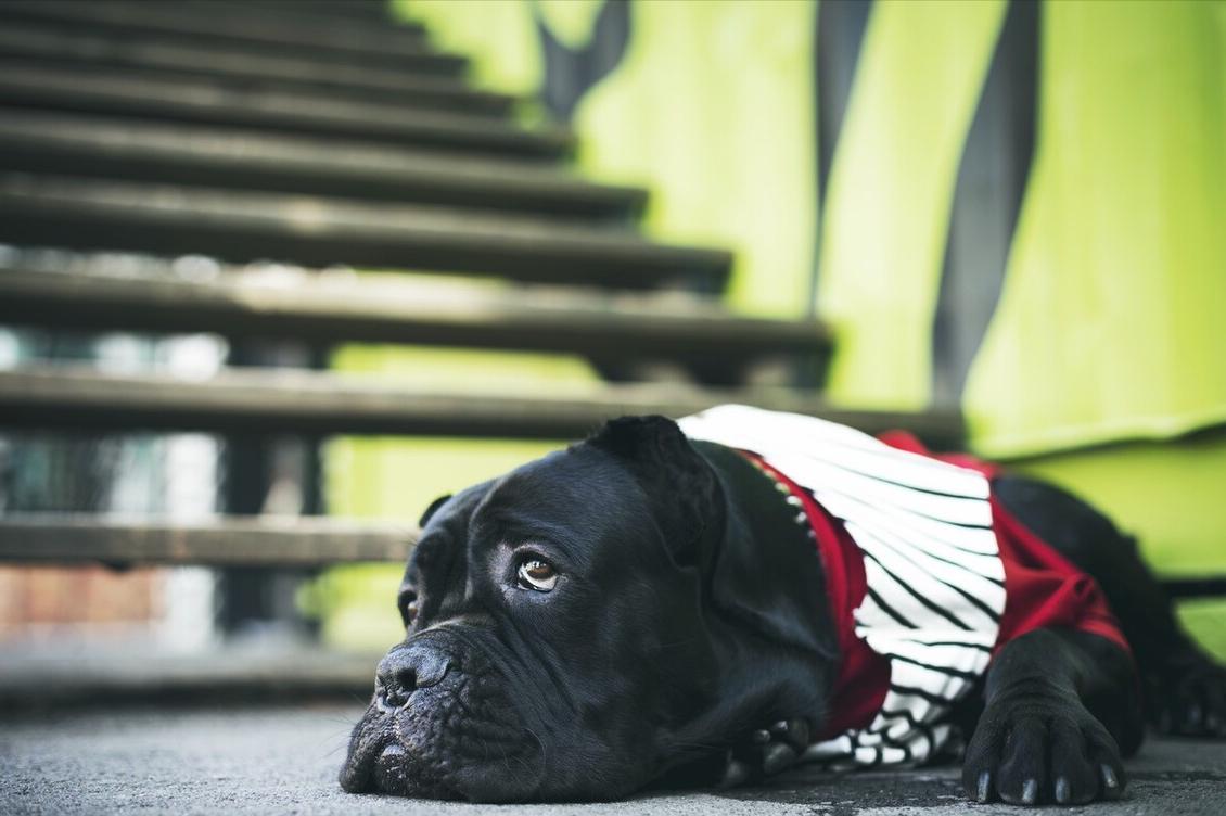 为什么养“卡斯罗”的人越来越多，网友：养了就不想换狗了