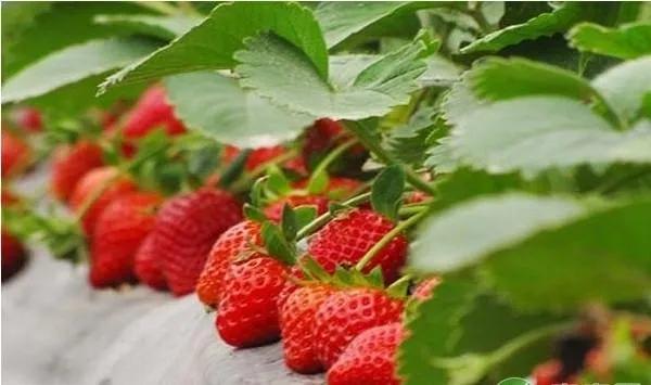 政府对生鲜市场的扶持,国家对有机食品的扶持政策