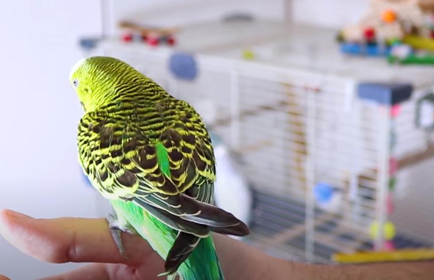 虎皮鹦鹉怎么驯养粘人不咬人,虎皮鹦鹉如何驯养