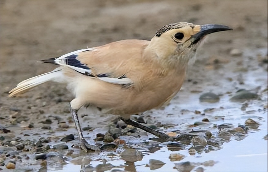 鸟儿大全高清图,高清珍稀鸟动态图片大全