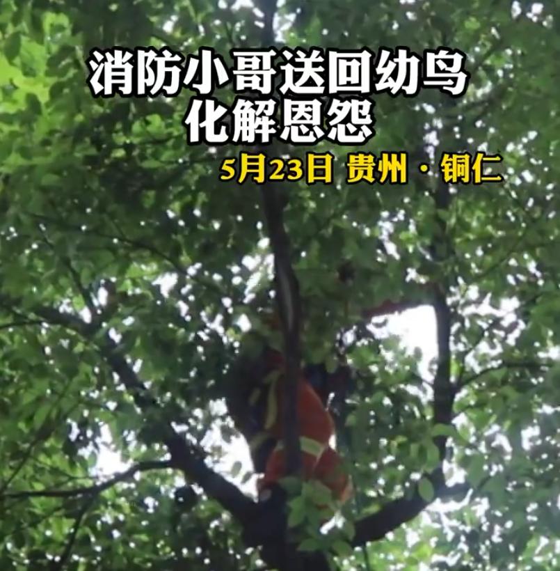 大鸟袭击人,大鸟伤人事件