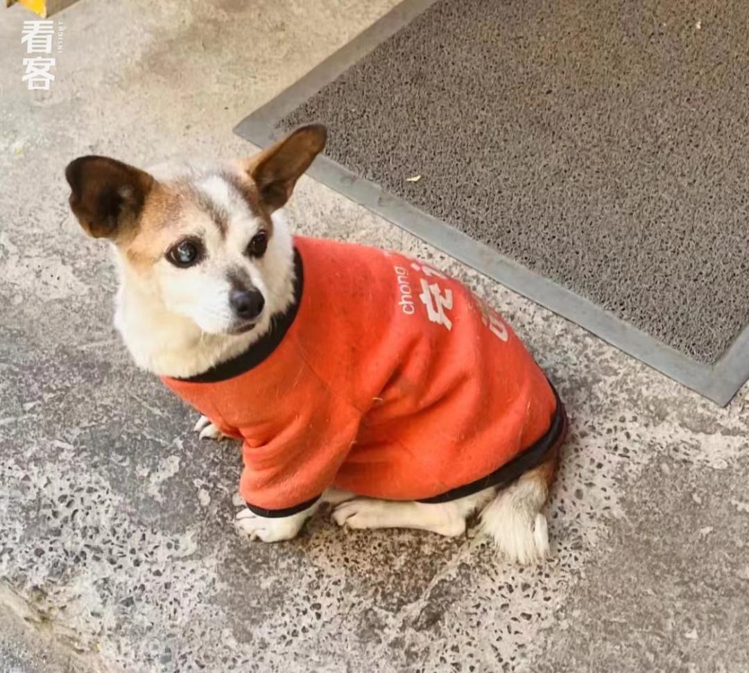 一只北漂小狗离开了，我为它写了封讣告