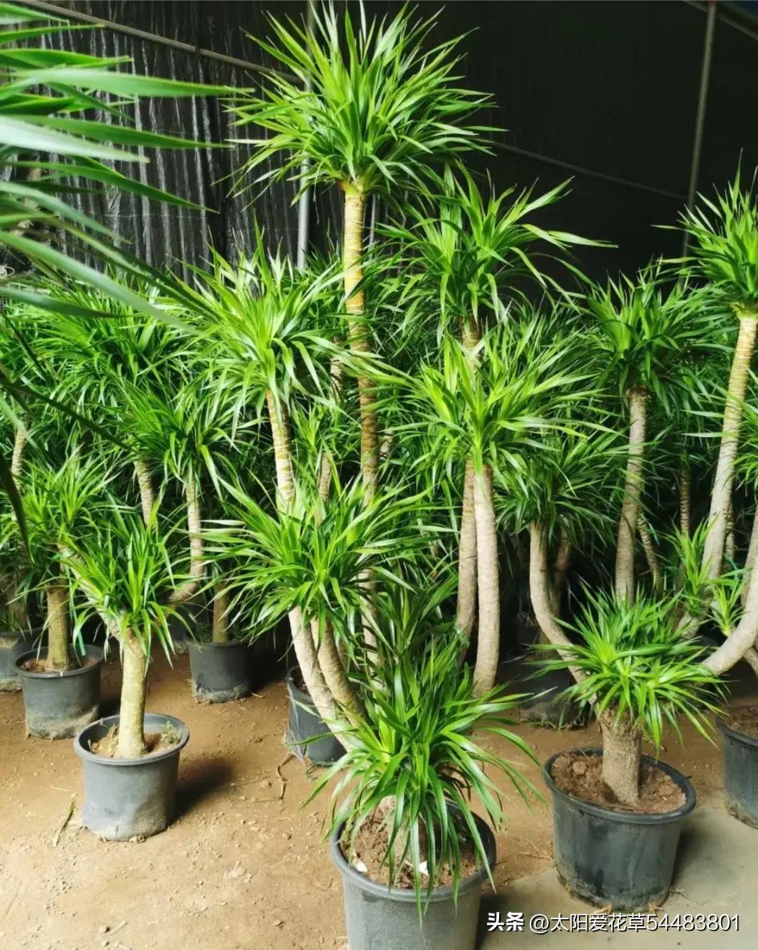 5种“大型盆栽”，寓意吉祥，客厅养一盆霸气十足，四季郁郁葱葱