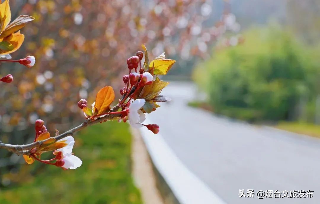 吃遍烟台玩遍美景,带你玩遍烟台