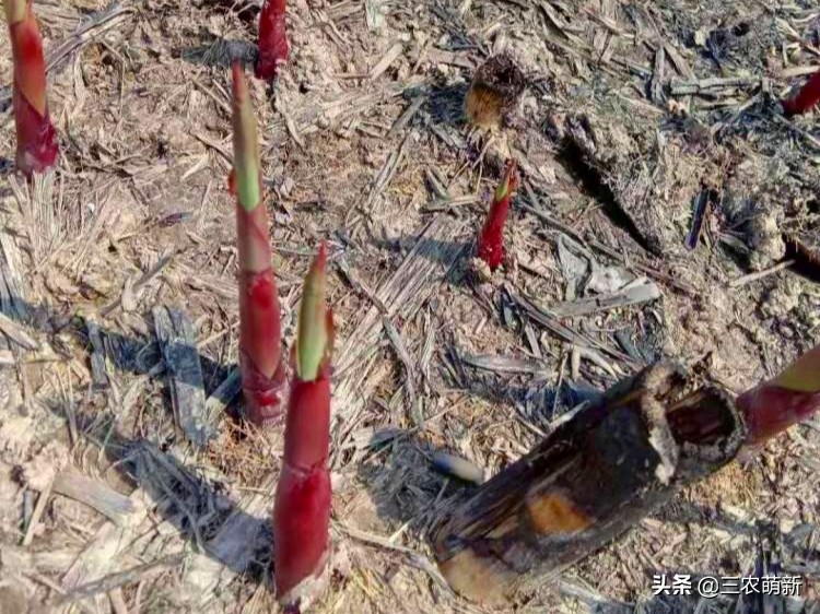 芦苇笋几月份有,芦苇笋什么时候可以开始采摘