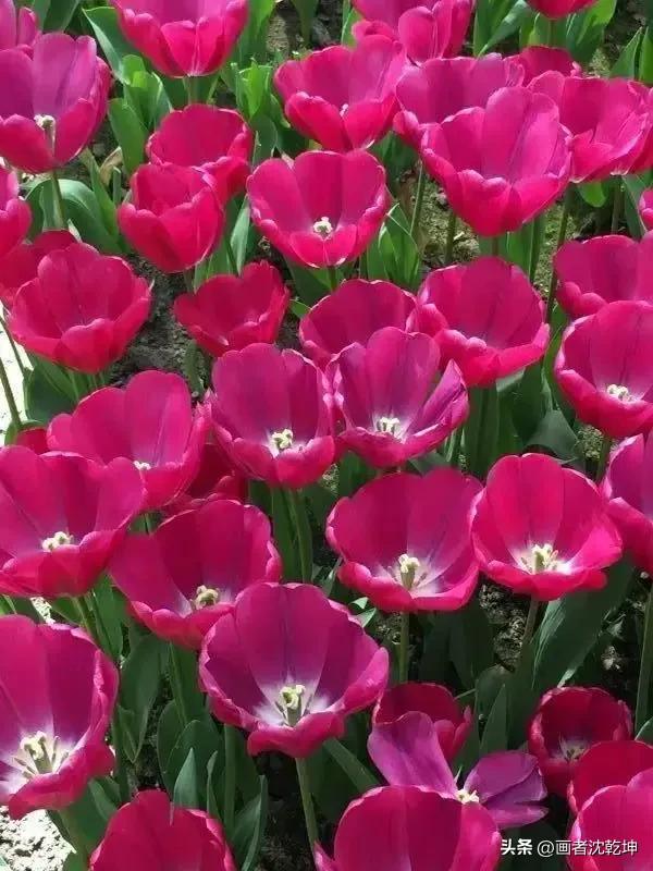 绝美郁金香花图片,绝美郁金香图片大片