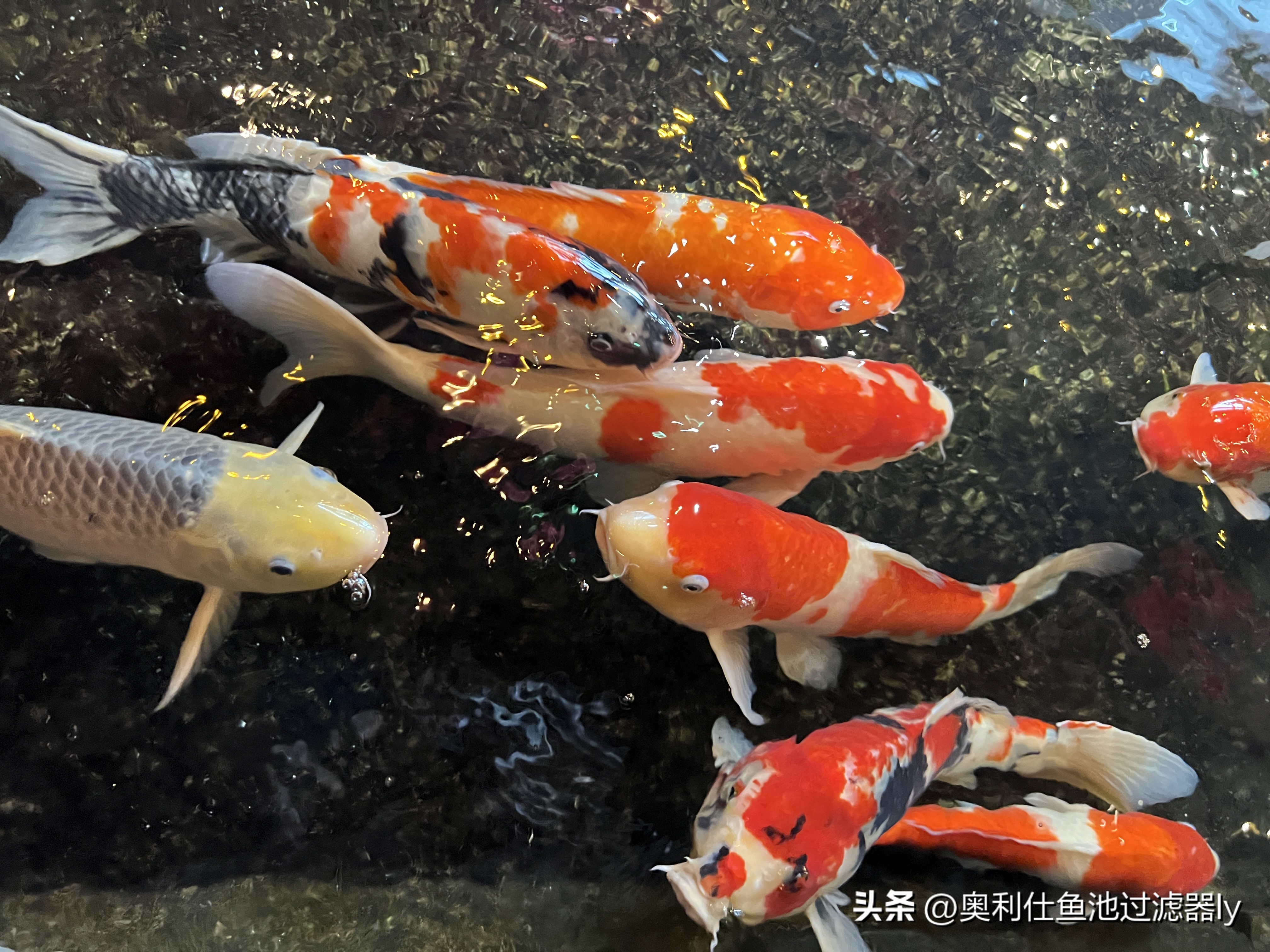 锦鲤鱼缸不喂食可以多久不换水,锦鲤入池三天喂食换水正常吗
