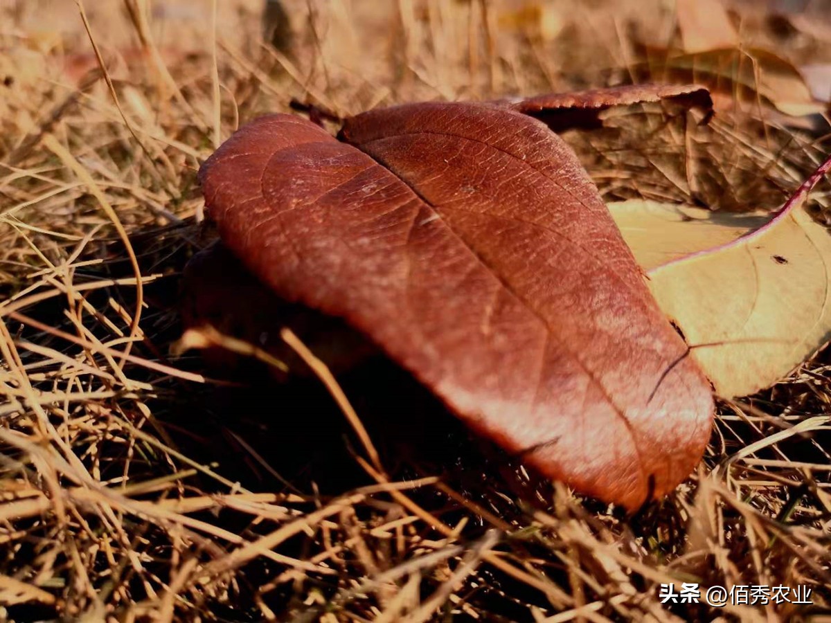 树林除杂草用什么除草剂最好,除庭院杂草用什么农药最好