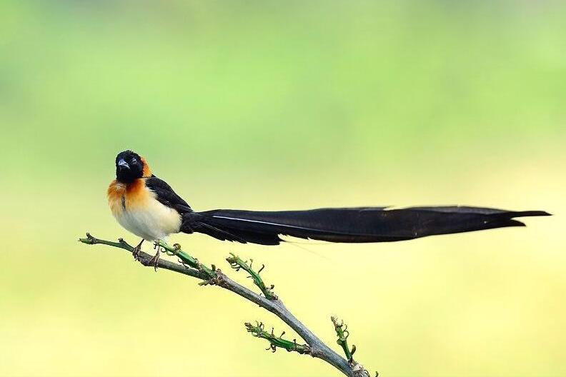 50张最佳鸟类摄影作品,鸟儿大全大图