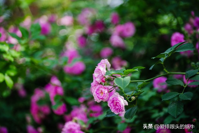 生如夏花灿烂的时候,生如夏花绚烂绽放歌曲视频