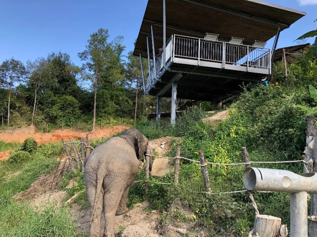 泰国旅游攻略普吉岛大象,泰国大象节旅游攻略