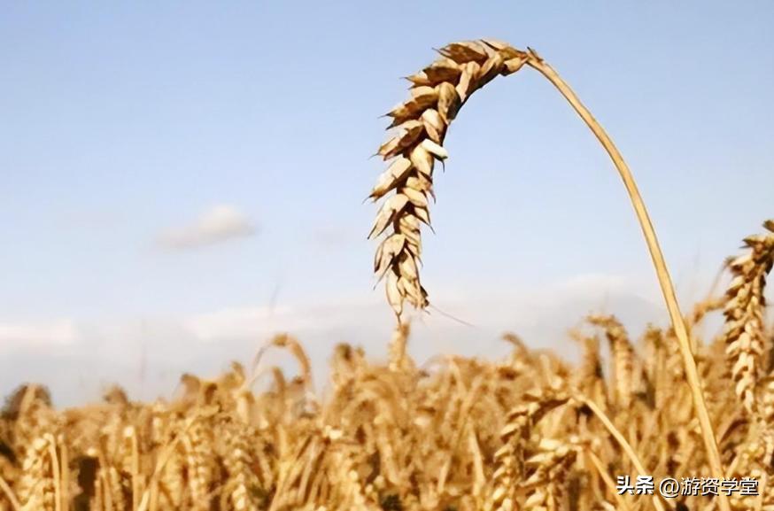 巴西大豆出口贸易现状及对策,巴西大豆对华出口