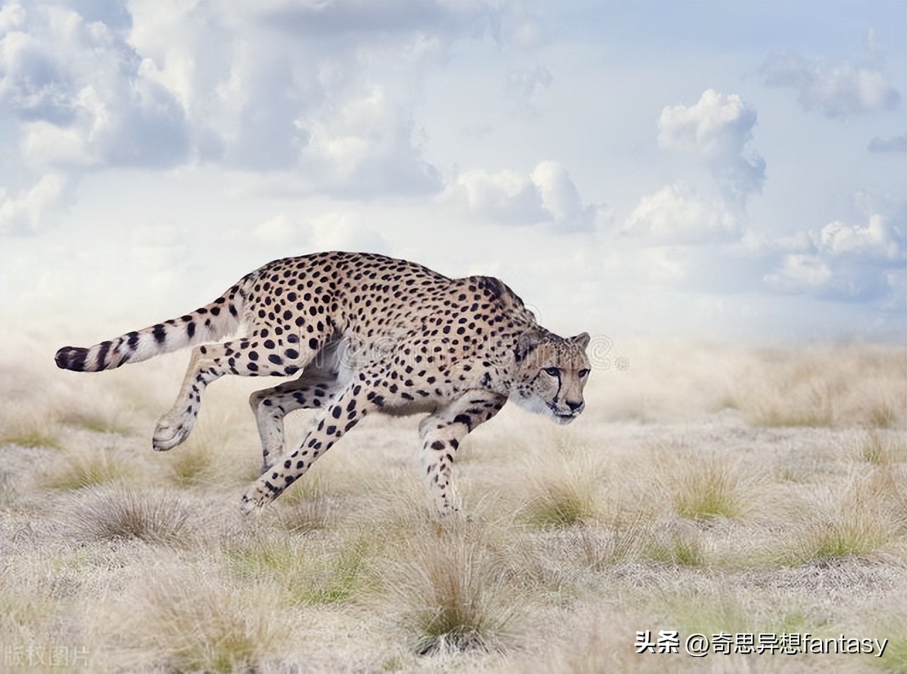 陆地上跑得最快的动物是什么,自然界奔跑最快的动物排行榜