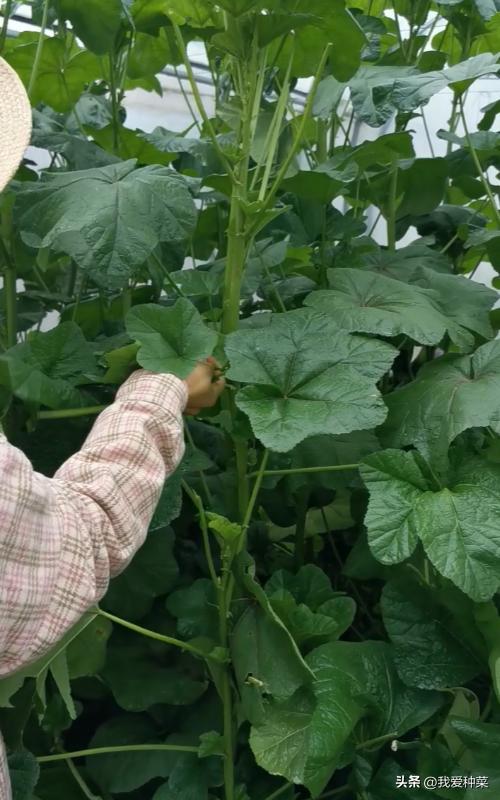 冬葵的种植季节,冬寒菜是蜀葵吗