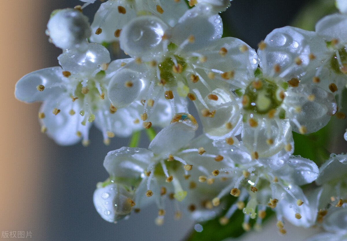 石楠花的特点,为什么现在这么多石楠花