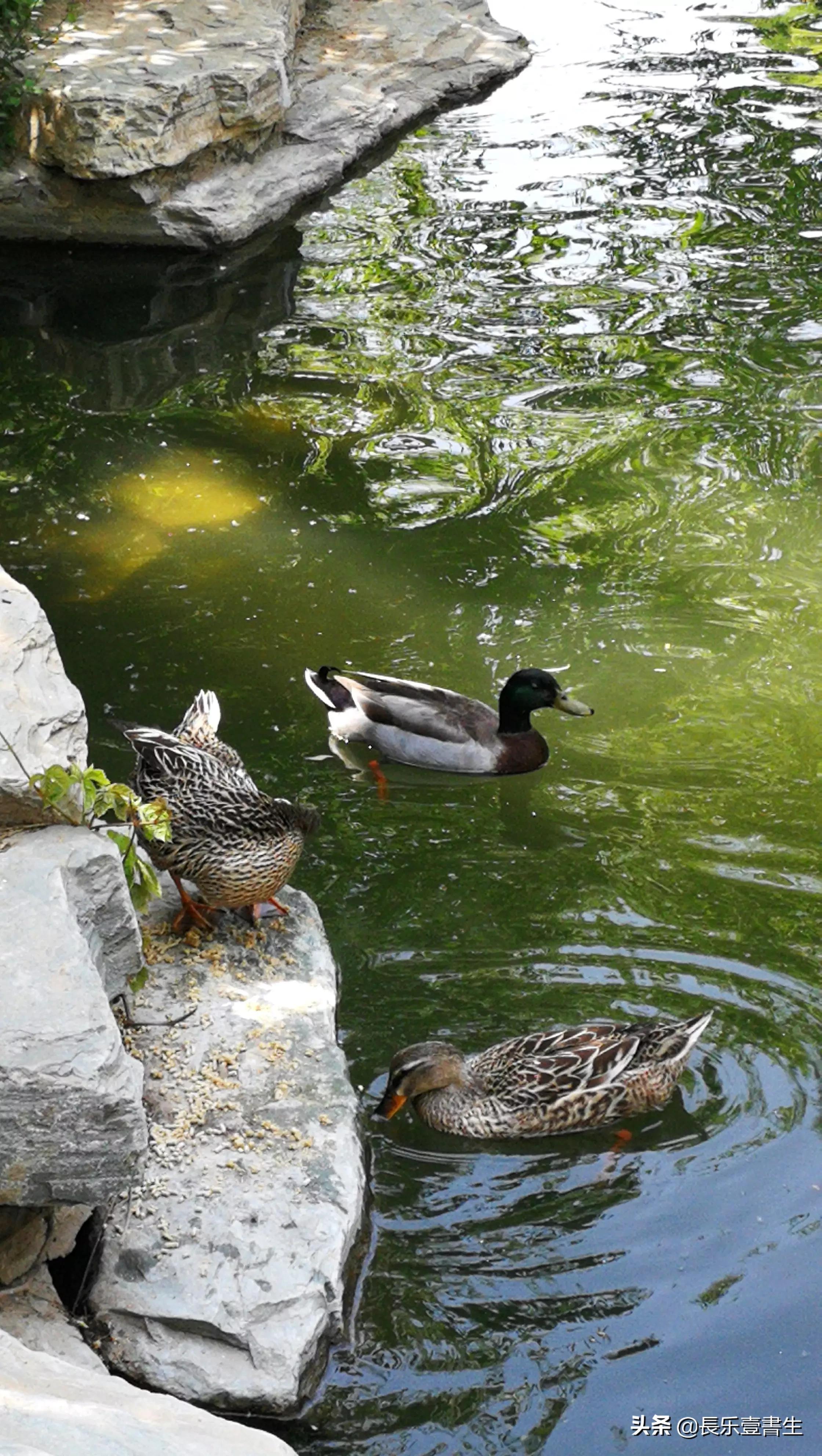 中国园林博物馆游览时间表,小众游玩强烈推荐北京园林博物馆