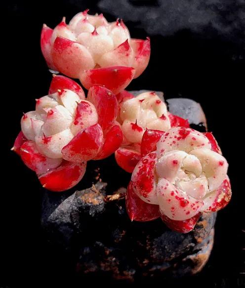 又美又仙的多肉,多肉植物100年的老桩奥普琳娜