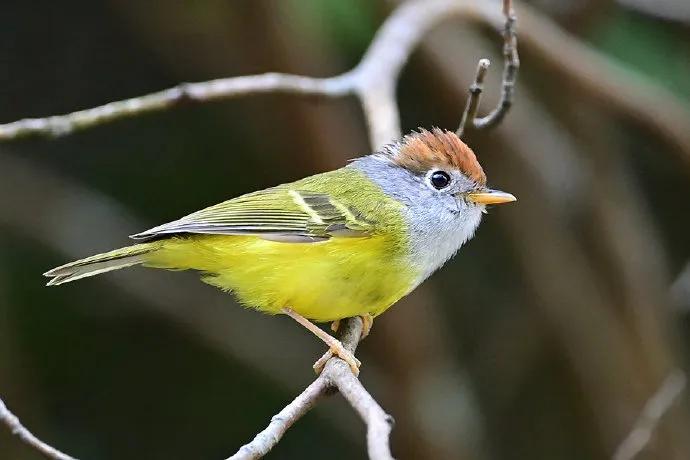 鹭岛公园,鹭岛职业技术学校