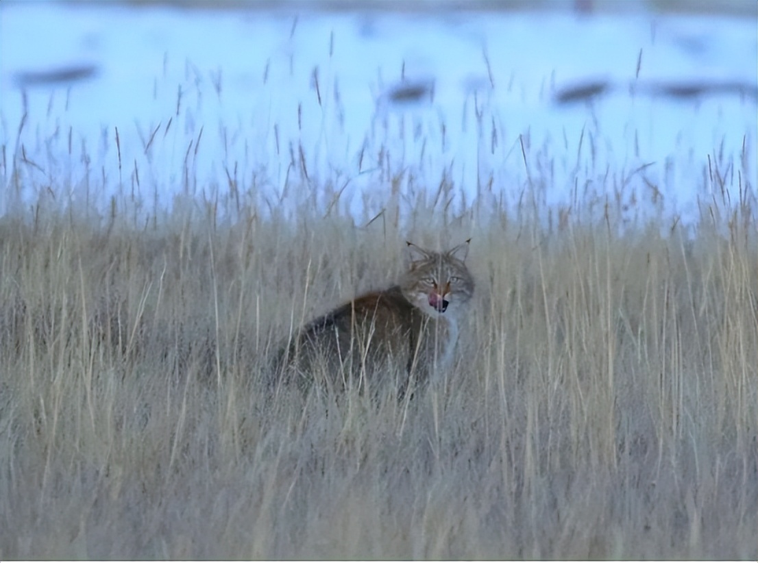 青海荒漠猫咬死100多只鸡,野生豹猫在山西咬死60余只鸡