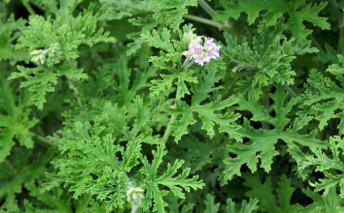 屋里养什么花不招苍蝇,家里养这2种花净化空气带来好运