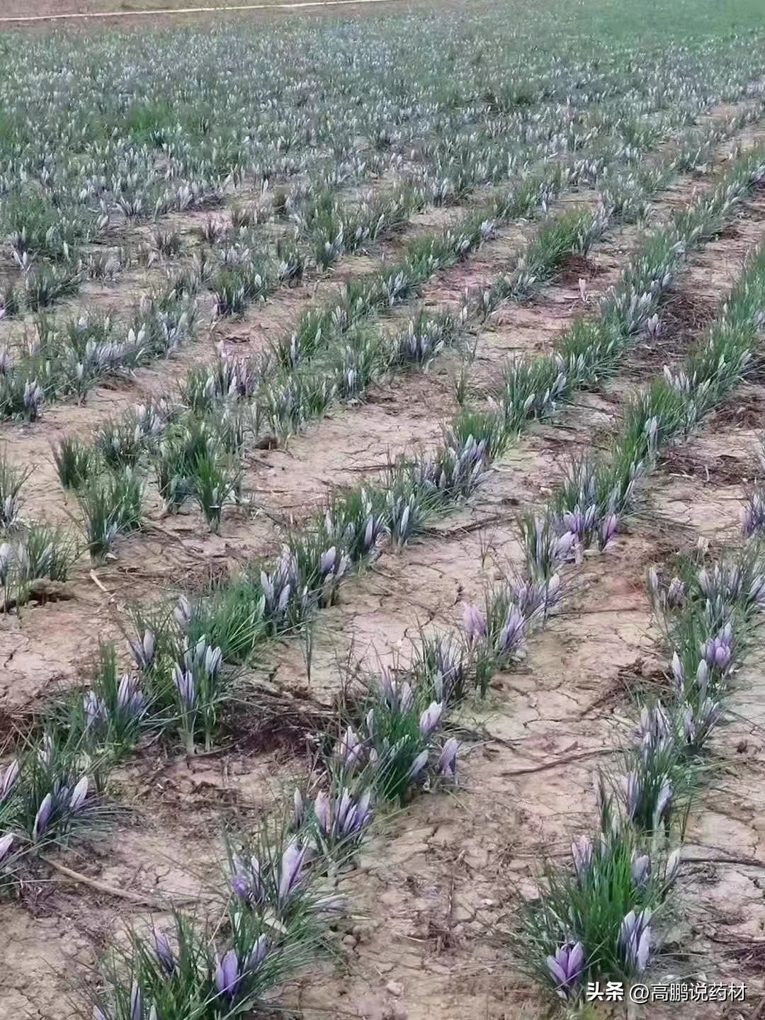 高鹏说药材：2023年药食同源品种种植推荐—西红花