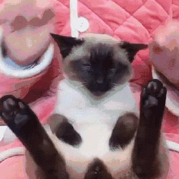 选择猫的五大要点,养猫咪新手入门选什么猫